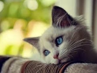 gato